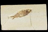 Detailed Fossil Fish (Knightia) - Wyoming #186419-1